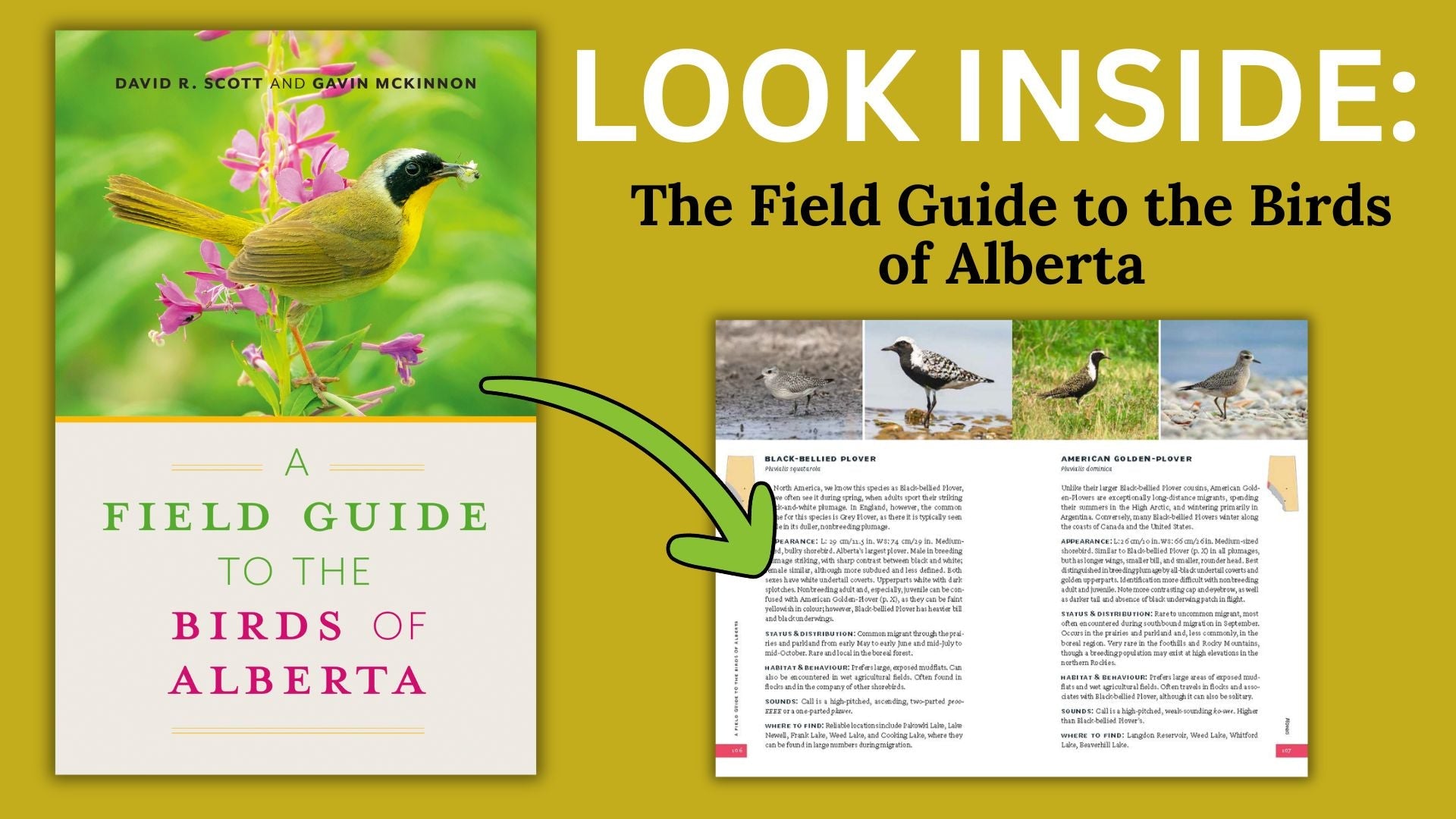 LOOK INSIDE: A Field Guide to the Birds of Alberta