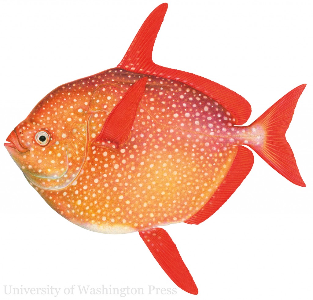LOOK INSIDE: Fishes of the Salish Sea | Heritage House Publishing